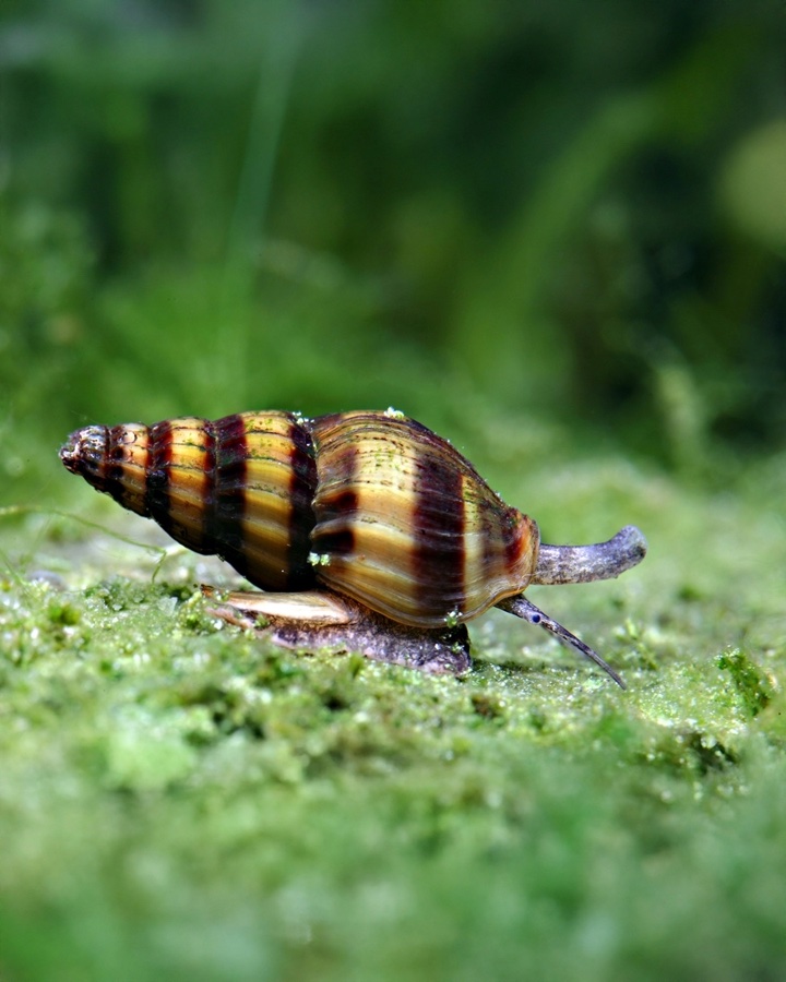 Anentome Helena «Caracol Helena»