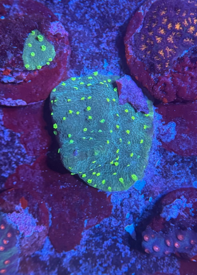 Astreopora neon
