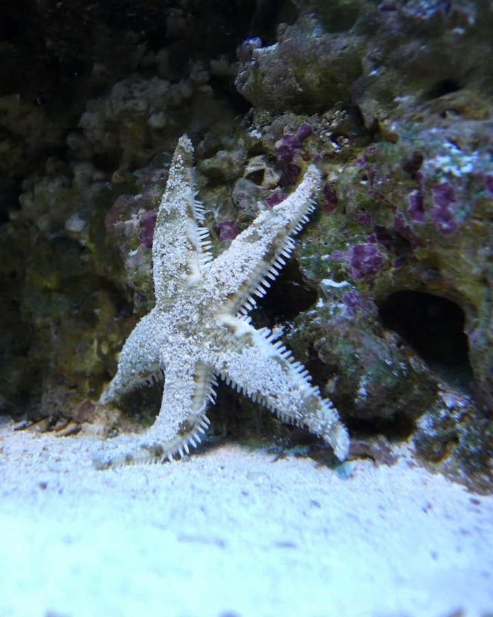 Astropecten Sp. – Estrella Arenera