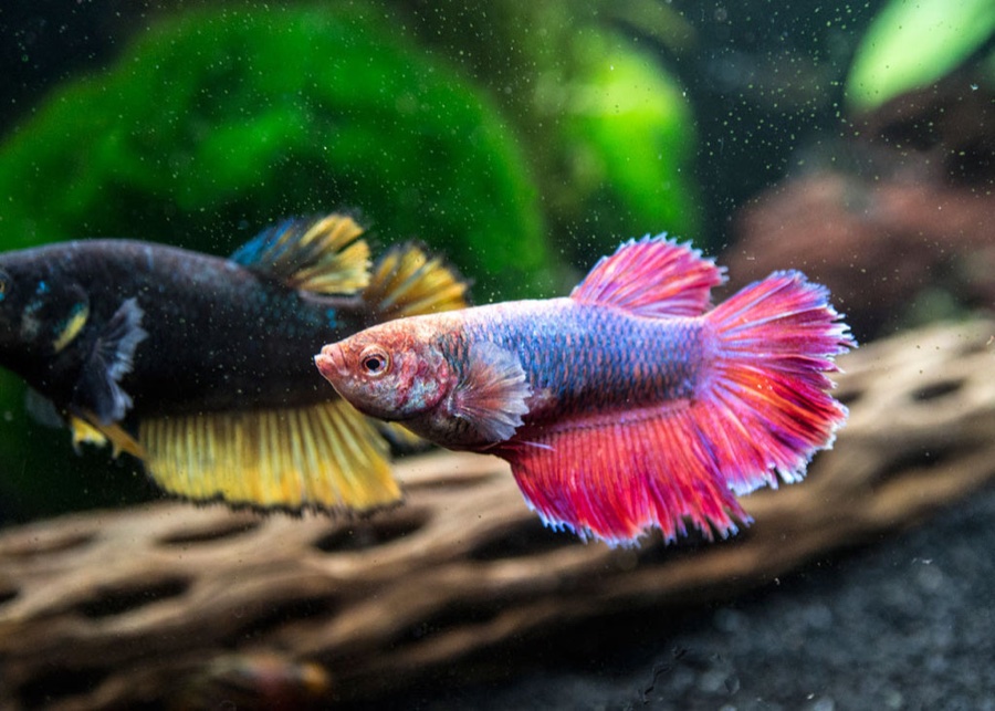 Betta Hembra