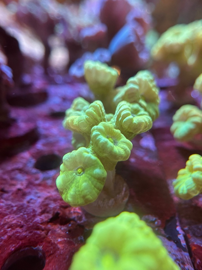 Caulastrea «Hulk»