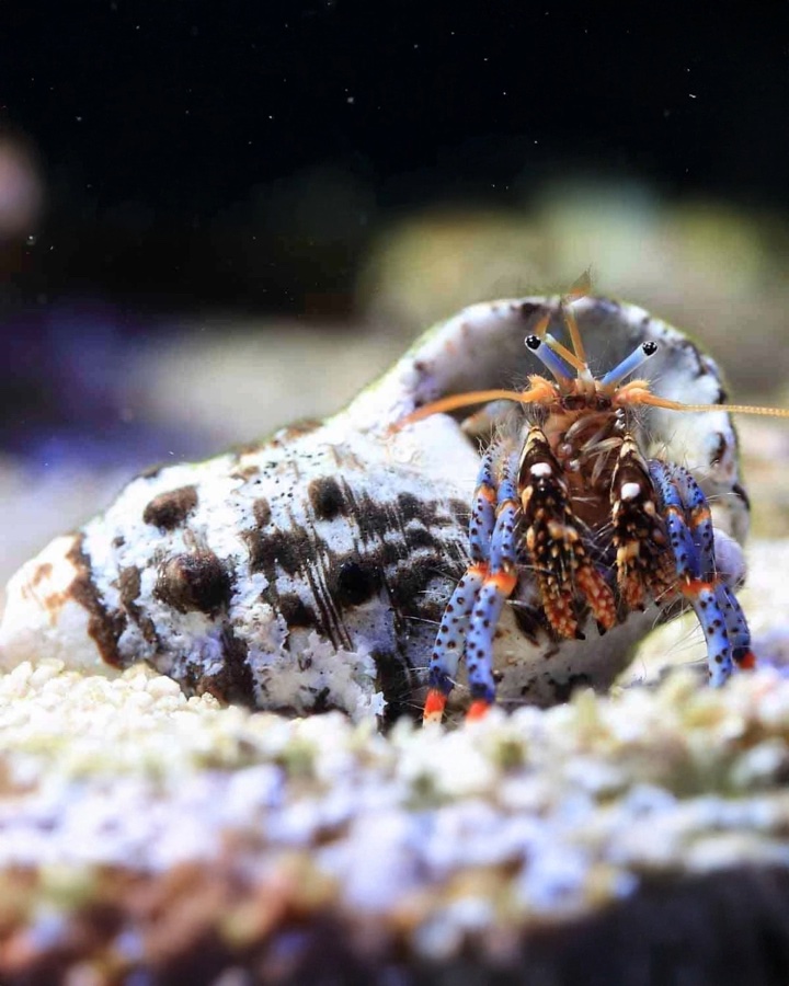 Clibanarius Tricolor – Ermitaño de Patas Azules