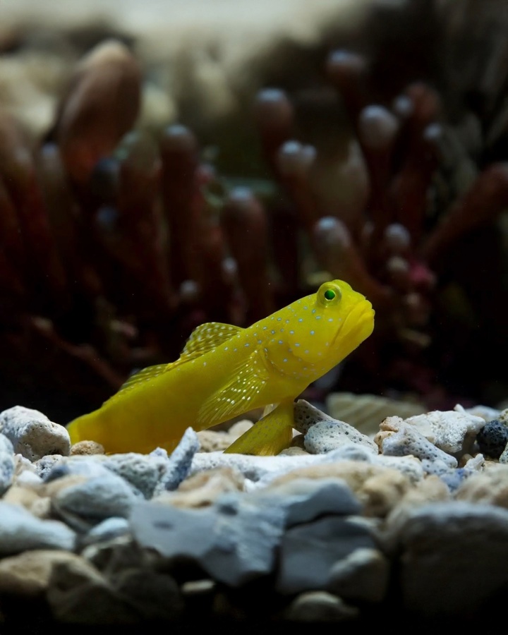 Cryptocentrus Cinctus – Gobio Watchman Amarillo