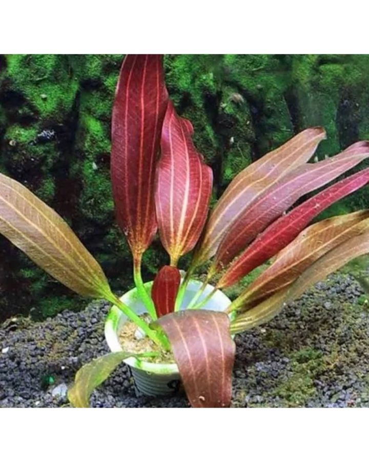 Echinodorus Joyo