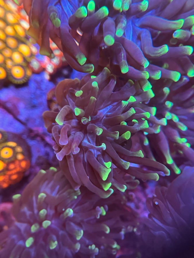 Euphyllia Hammer «Green Splatter»