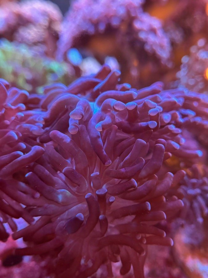 Euphyllia Hammer «Purple»