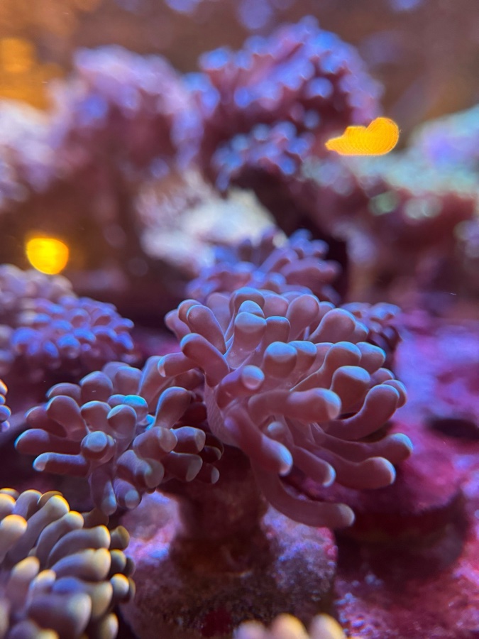 Euphyllia Paraancora «Green Mint»