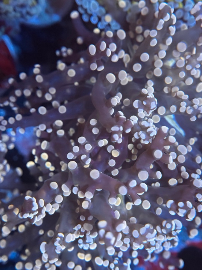 Euphyllia Paradivisa pink