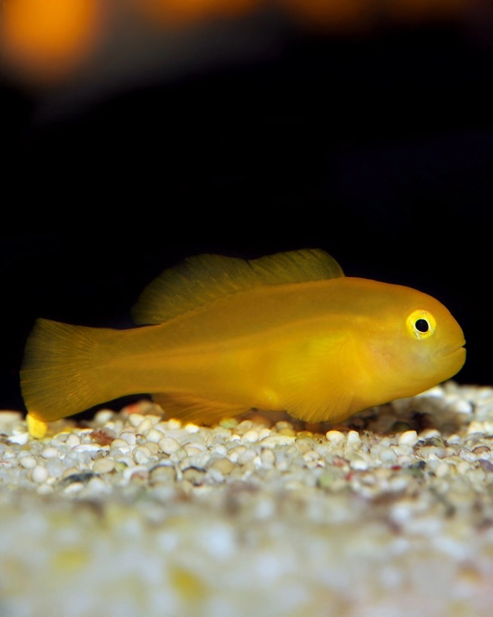 Gobiodon Okinawae – Gobio Okinawae