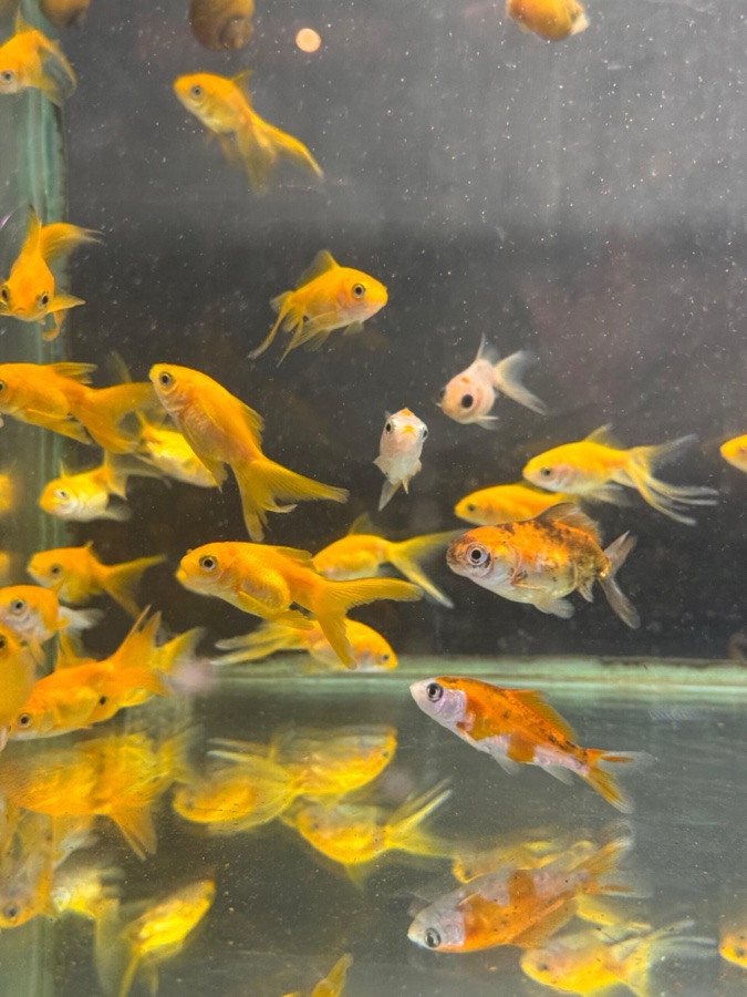 Goldfish Oro