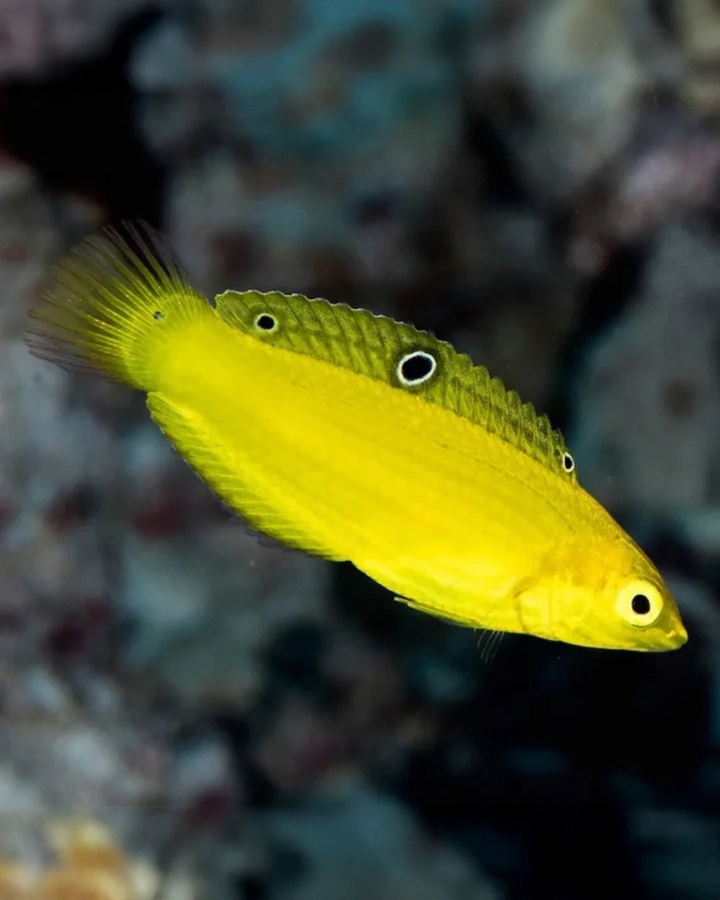 Halichoeres Chrysus – Lábrido Amarillo