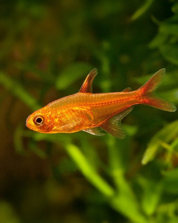 Hyphessobrycon Amandae «Tetra Ember»