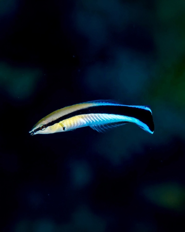 Labroides Dimidiatus – Lábrido Limpiador