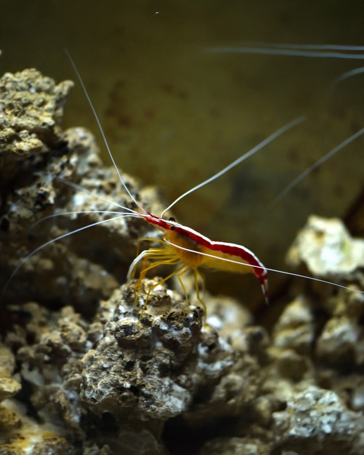Lysmata Amboinensis – Camarón Lysmata Limpiador