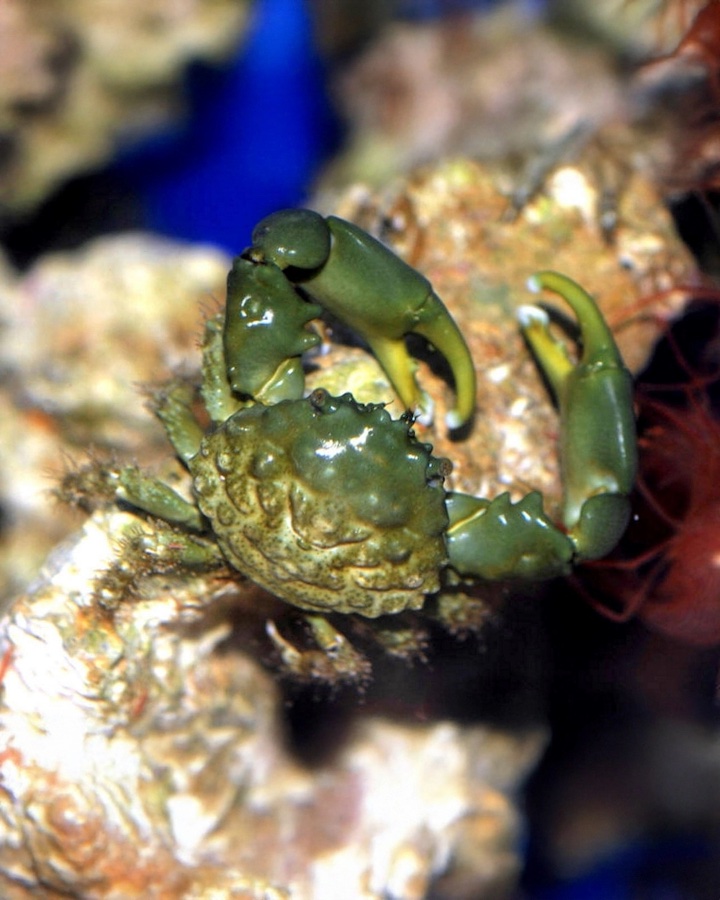 Mithraculus Sculptus – Cangrejo Mitrax o Esmeralda