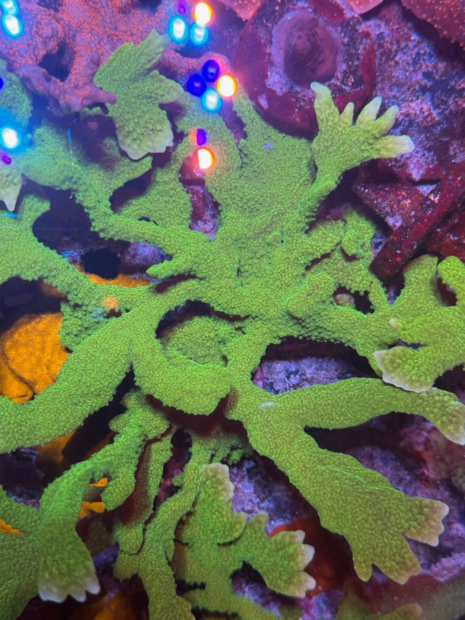 Montipora Stellata Verde