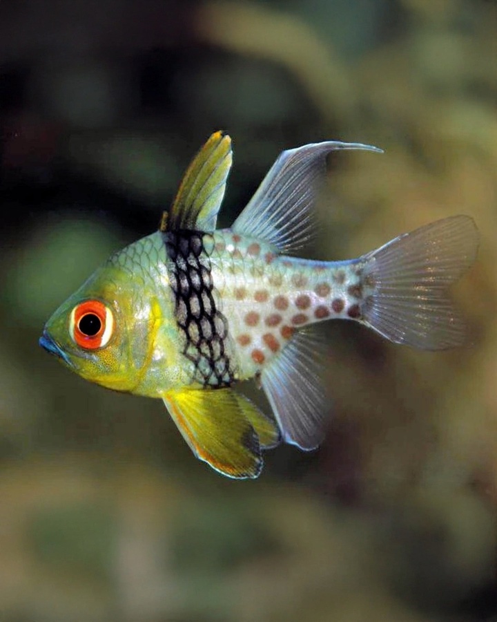 Nematópteros Sphaeramia – Cardenal Pijama