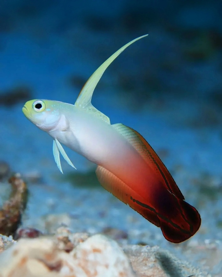 Nemateleotris Magnifica – Gobio Flama