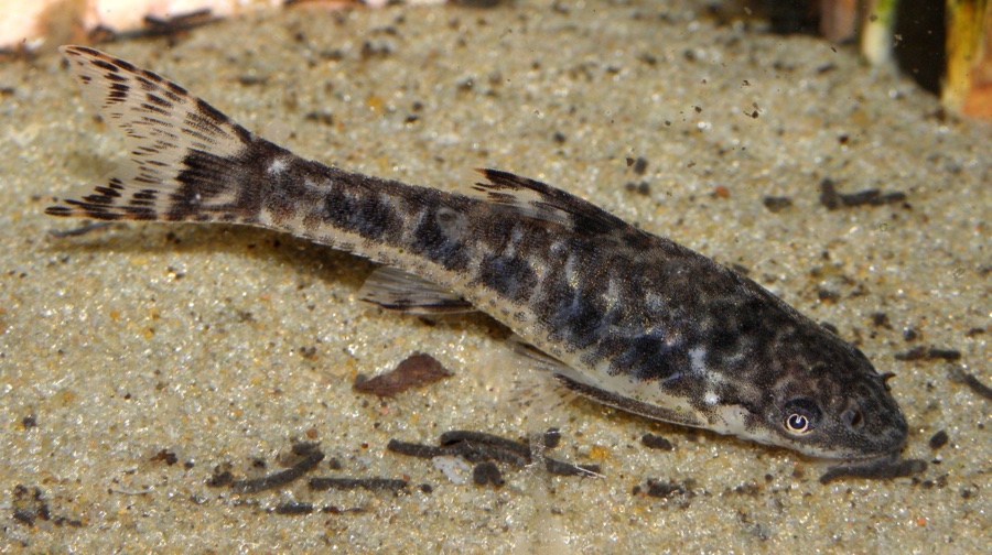 Otocinclos