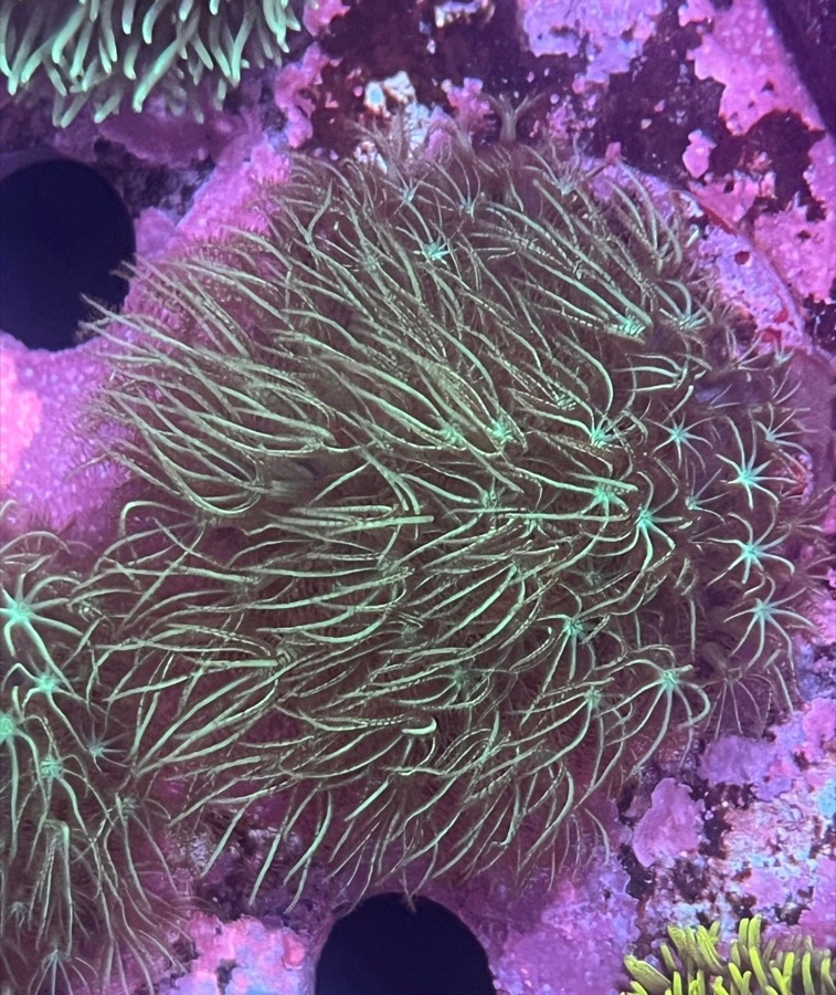 Pachyclavularia Green Mint