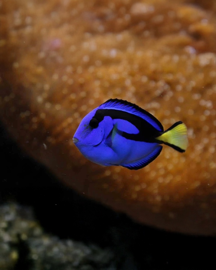 Paracanthurus Hepatus – Cirujano Azul «Dory»
