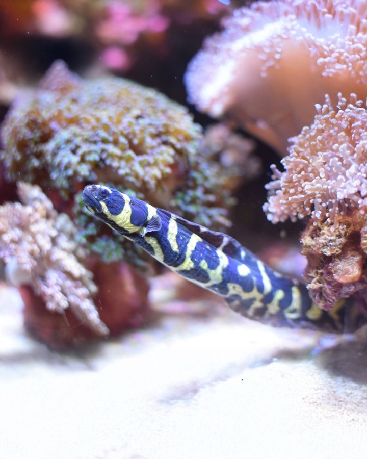 Pholidichthys Leucotaenia – Gobio Convicto