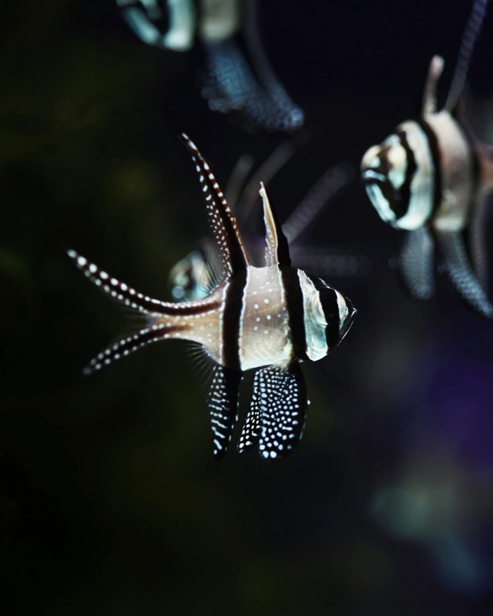 Pterapogon Kauderni – Cardenal Banggai
