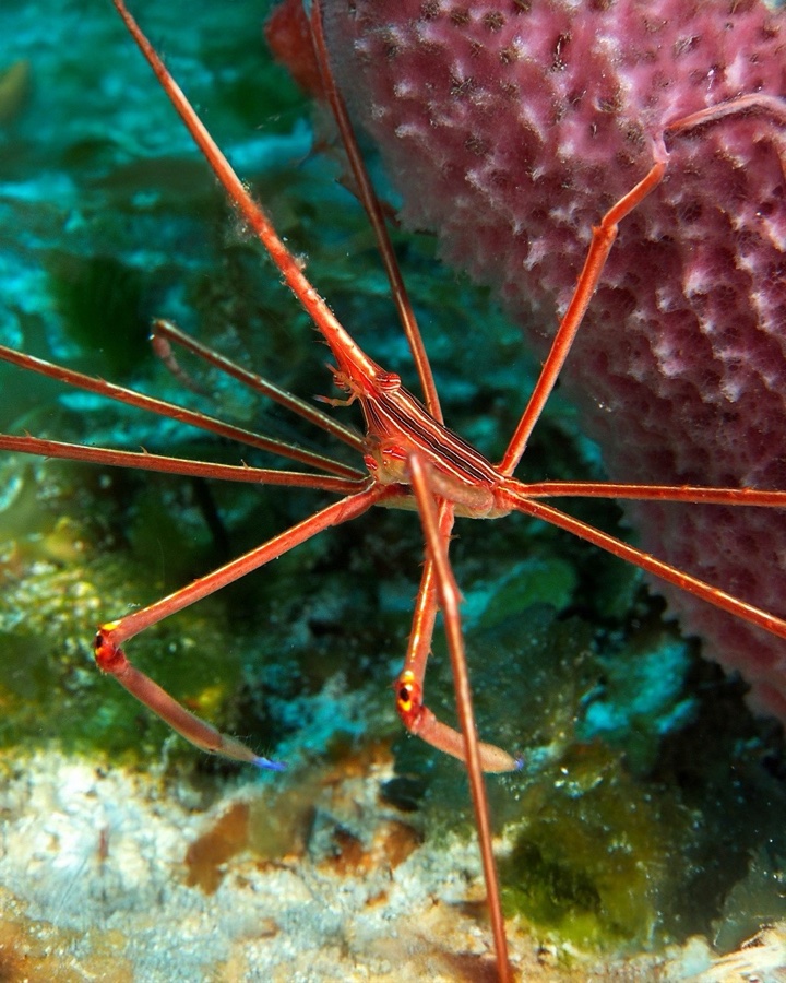 Stenorhynchus Seticornis – Cangrejo Arrow