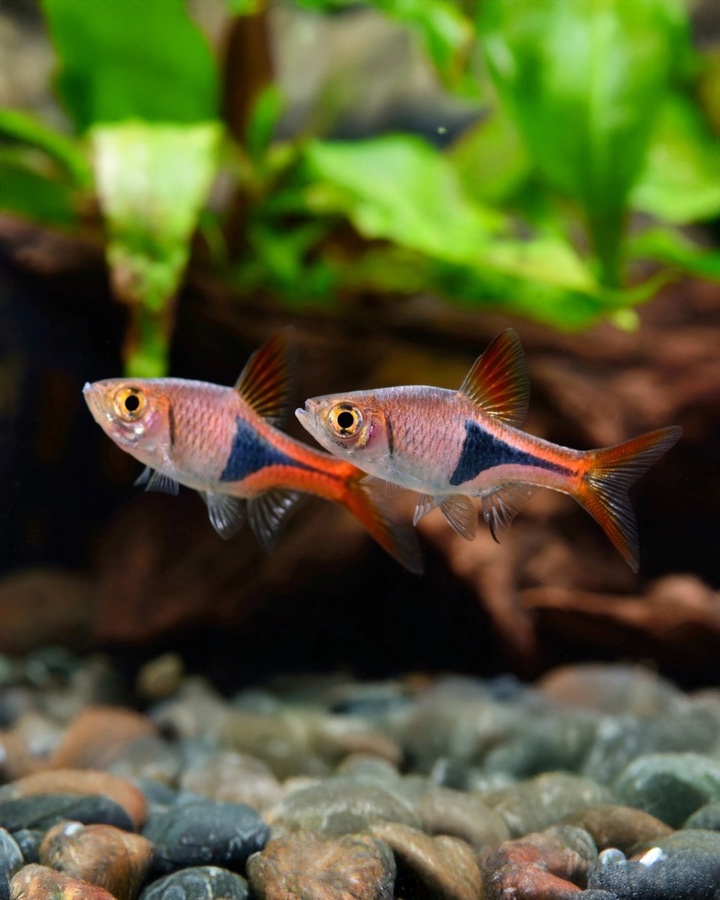 Trigonostigma Heteromorpha «Rasbora Arlequín»