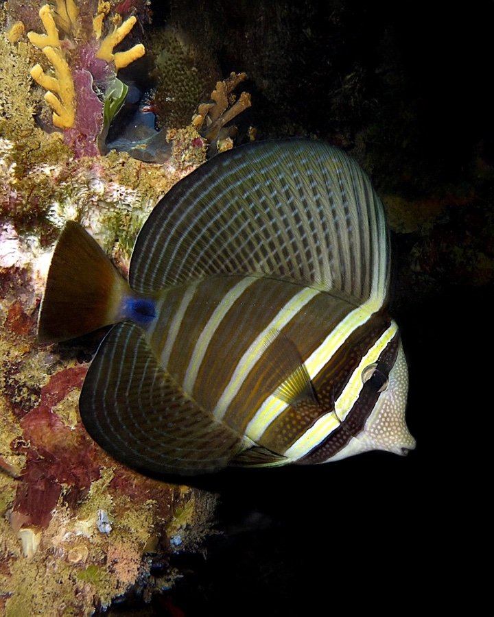 Zebrasoma Veliferum – Cirujano Velífero