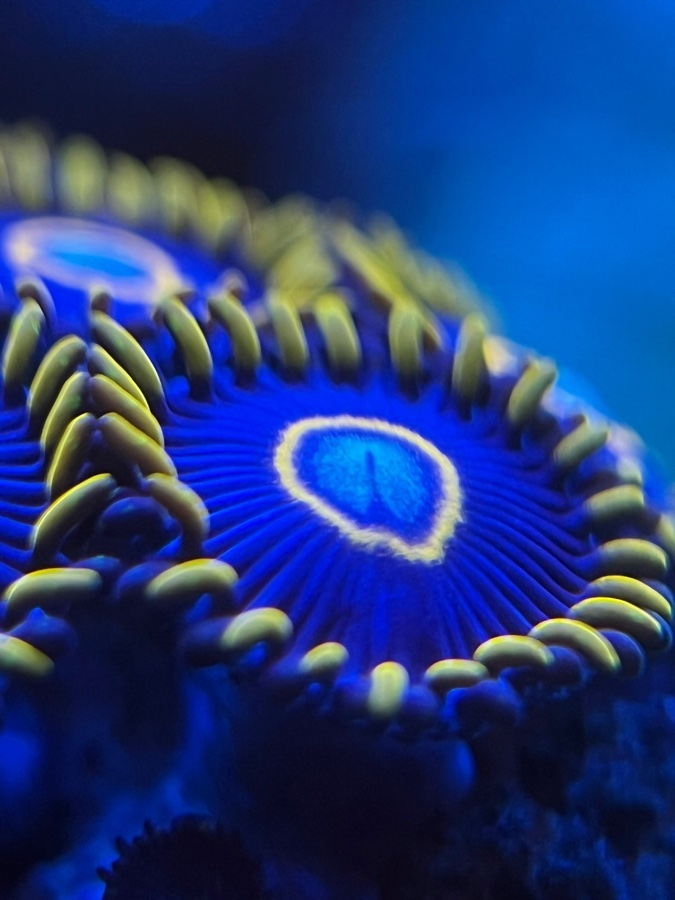 Zoanthus «Blue Hornet»