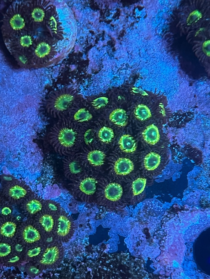 Zoanthus «Hulk»