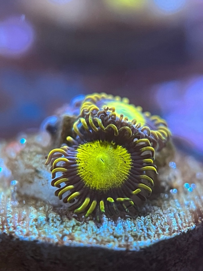 Zoanthus «King Midas»