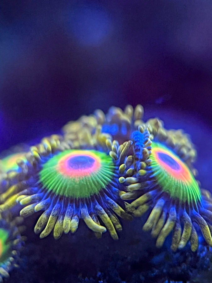 Zoanthus «Rasta»