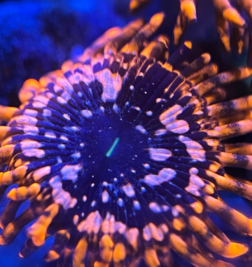 Zoanthus "Utter Chaos"